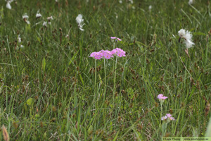 Majviva, Primula farinosa